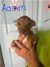 adoptable Dog in jackson, NJ named Aasim