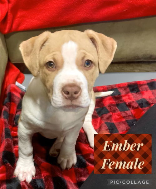 Ember