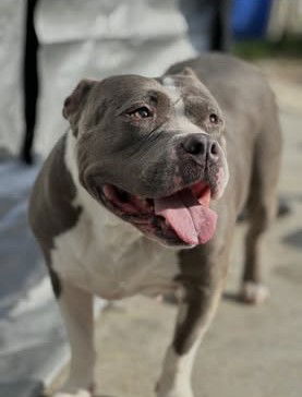 adoptable Dog in Jackson, NJ named Titi