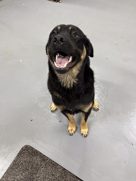 adoptable Dog in Jackson, NJ named Bosley