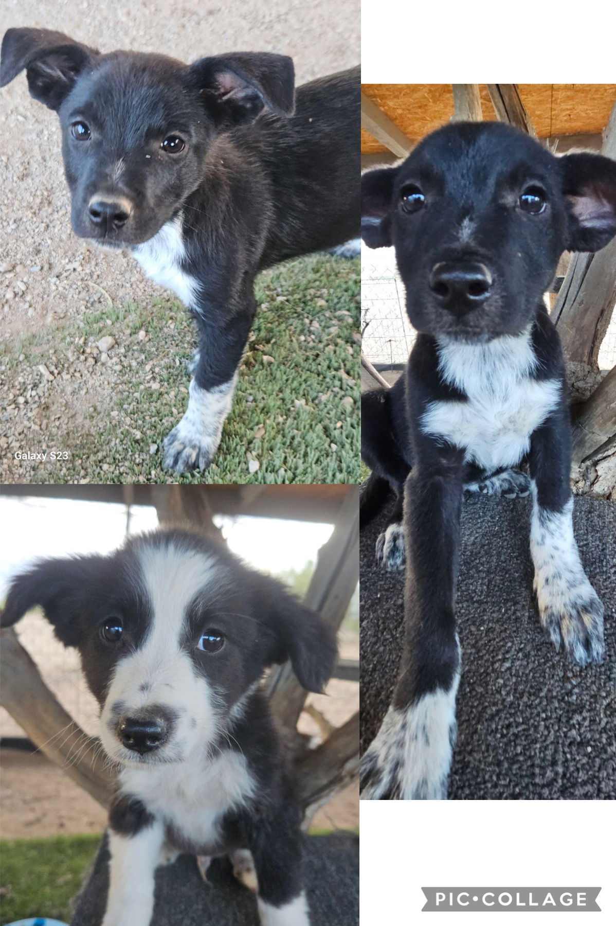 adoptable Dog in Jackson, NJ named Border Collie puppies