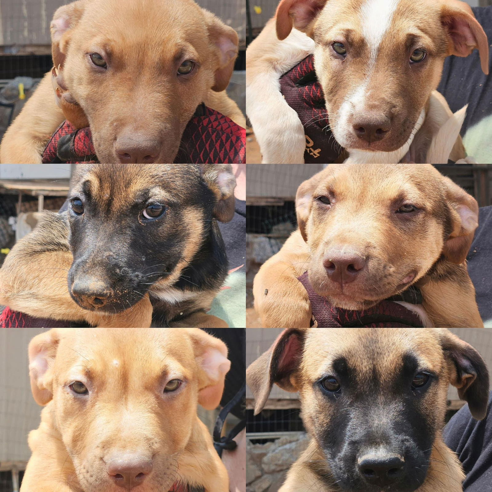 adoptable Dog in Jackson, NJ named Shepherd puppies