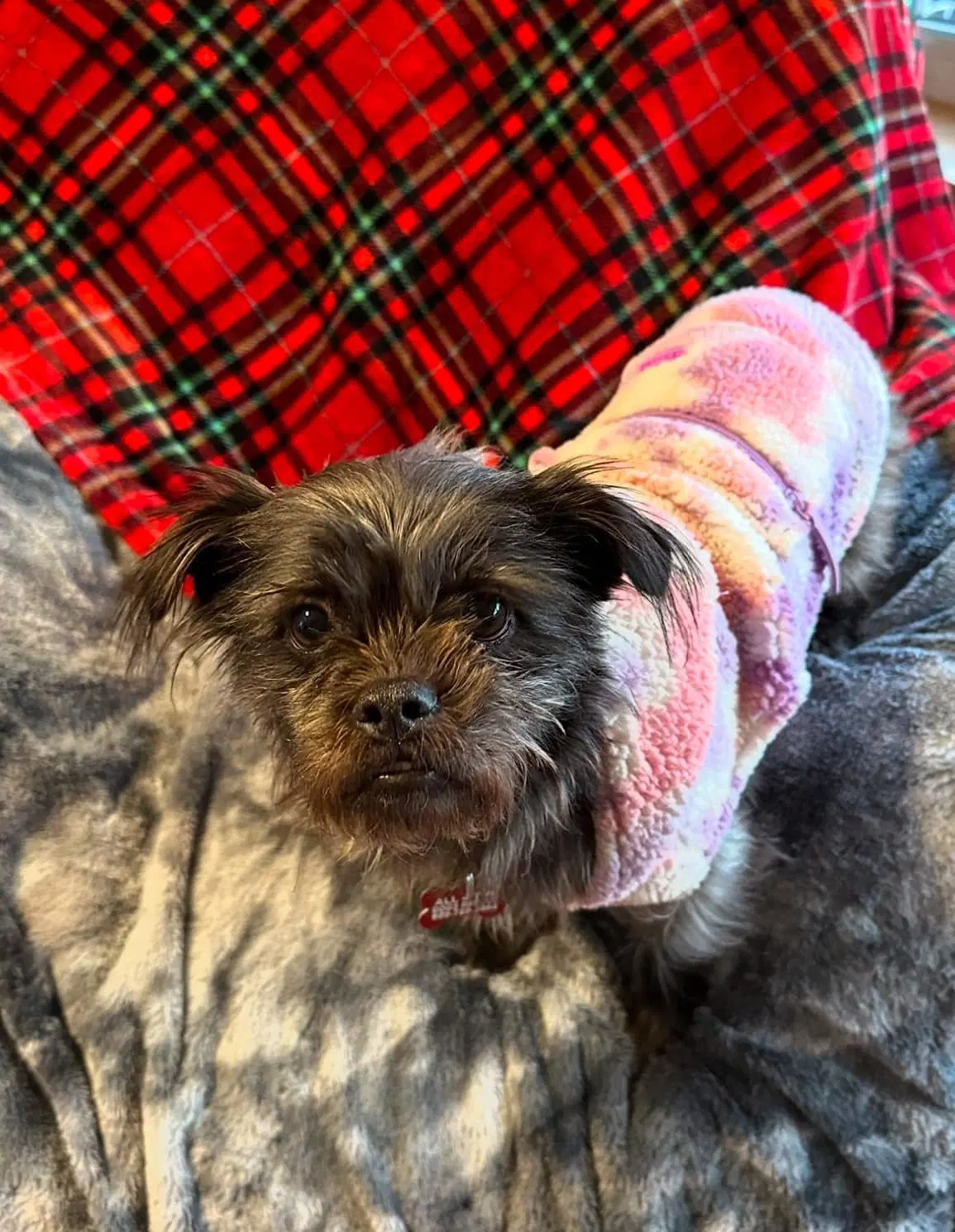 Chloe - Shih Tzu
