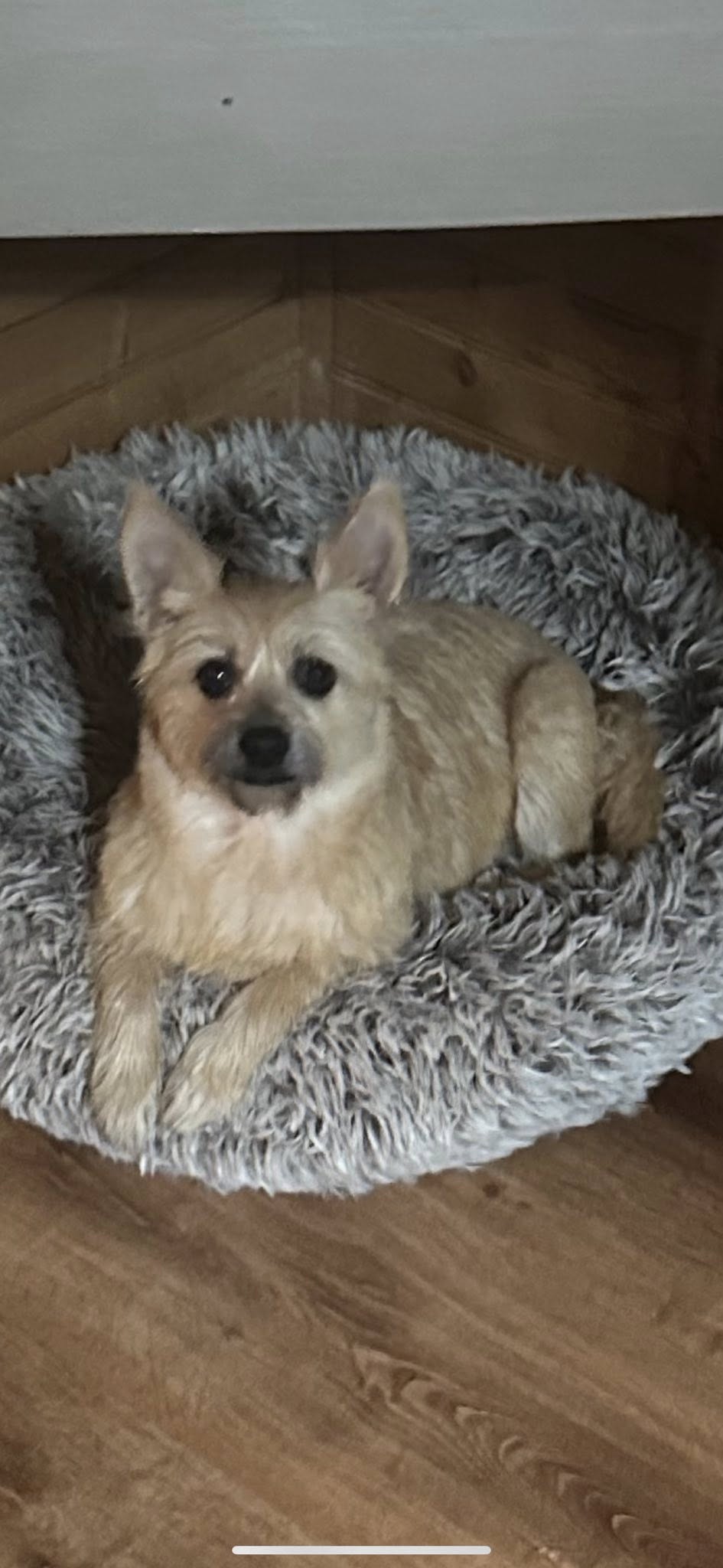 adoptable Dog in Jackson, NJ named Lollipop