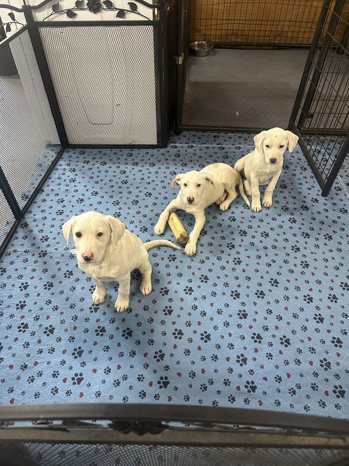 Pit/Pyrenees puppies