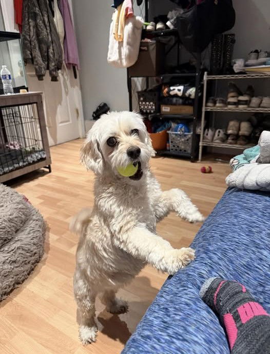 adoptable Dog in Jackson, NJ named Zoey