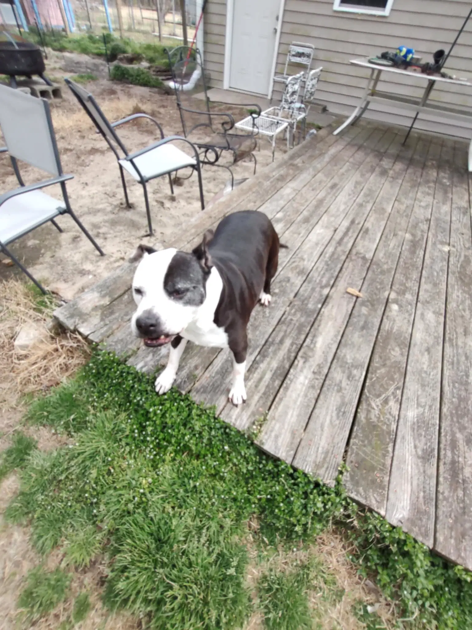 Miho - Pit Bull Terrier