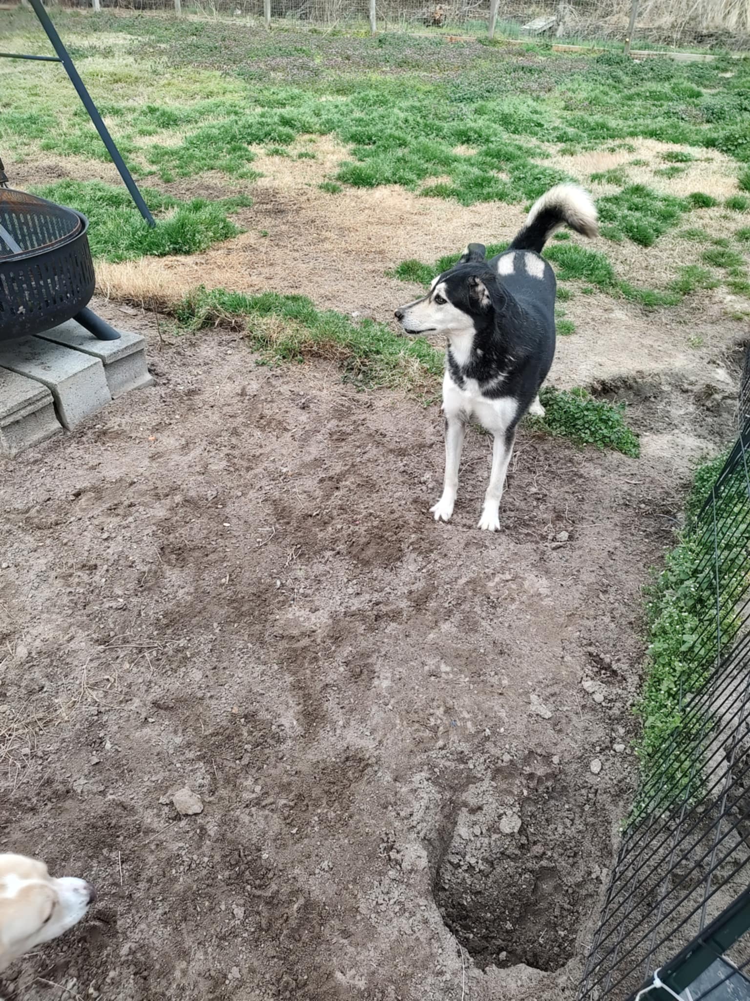 Luna - Husky