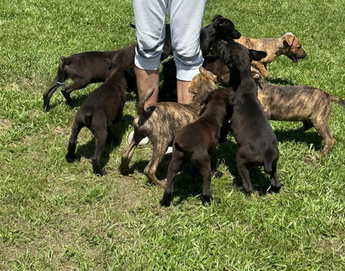 Great Dane mix puppies