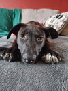 Luna Puppy