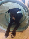 Luna Puppy