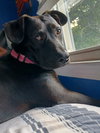 Luna Puppy