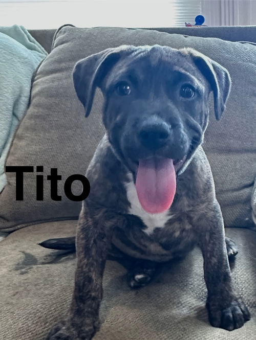 Tito