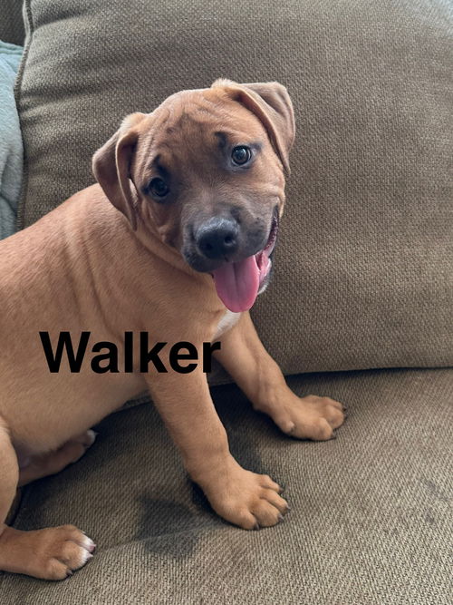 Walker