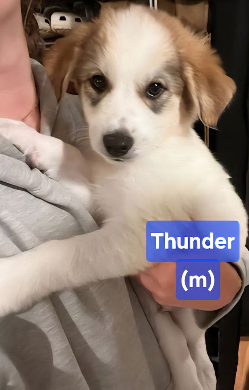 Thunder