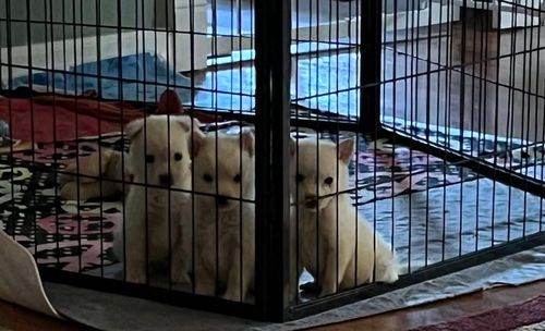 Finn, Izzy and Ivy