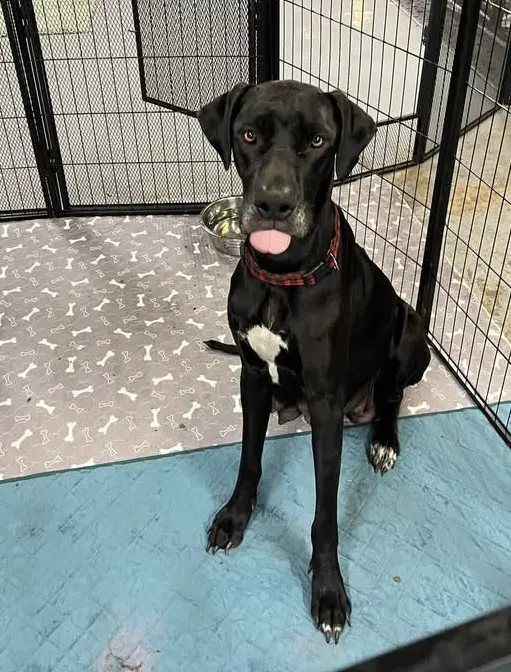 Khelessi - Great Dane