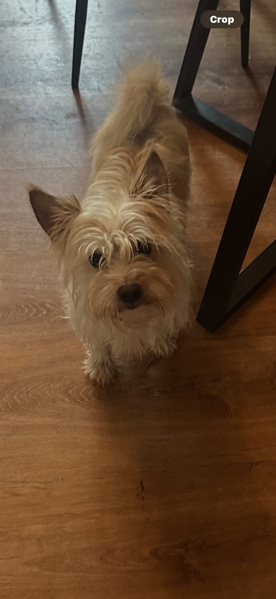 adoptable Dog in Jackson, NJ named Scruff