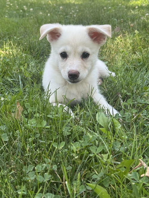 Ivy