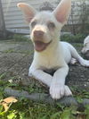 Izzy