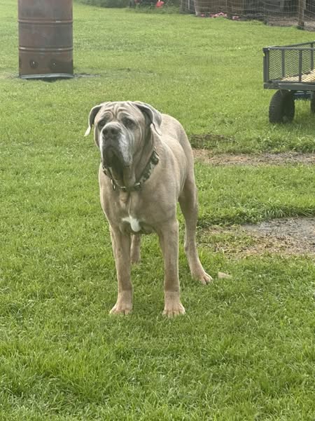 adoptable Dog in Jackson, NJ named Romeo