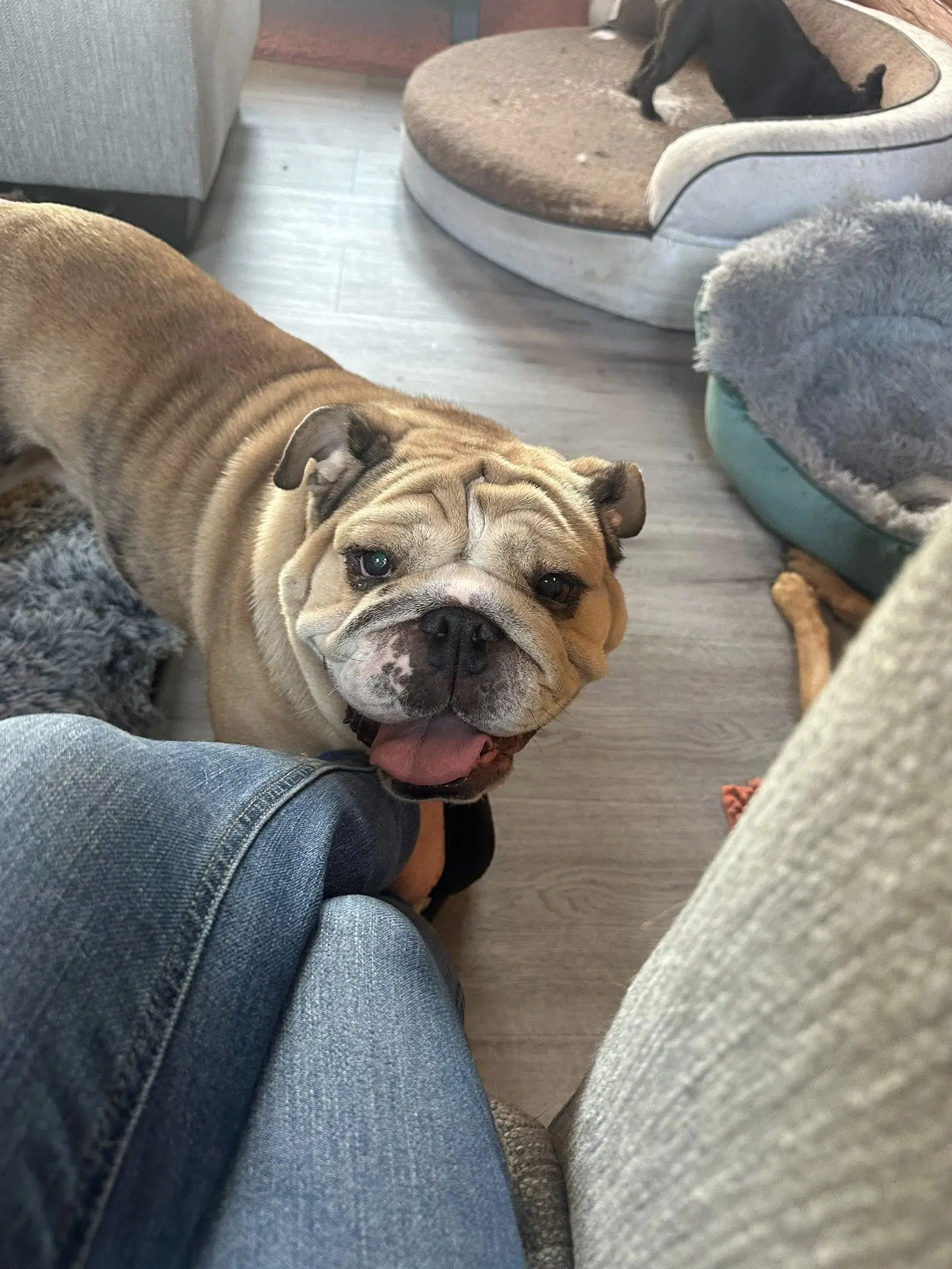 Sweet Potato - English Bulldog