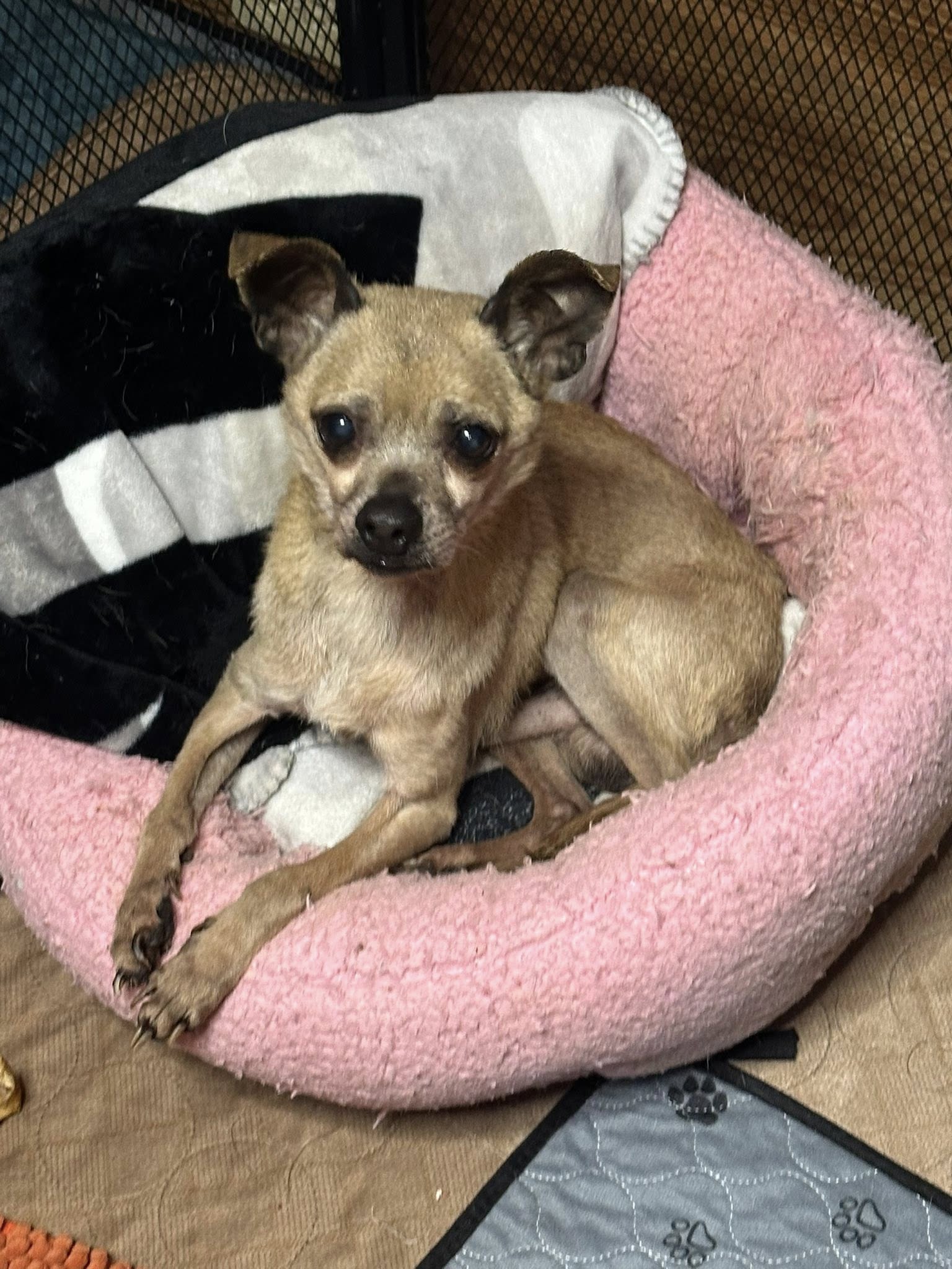 adoptable Dog in Jackson, NJ named Crabby