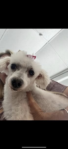 adoptable Dog in Jackson, NJ named Prada