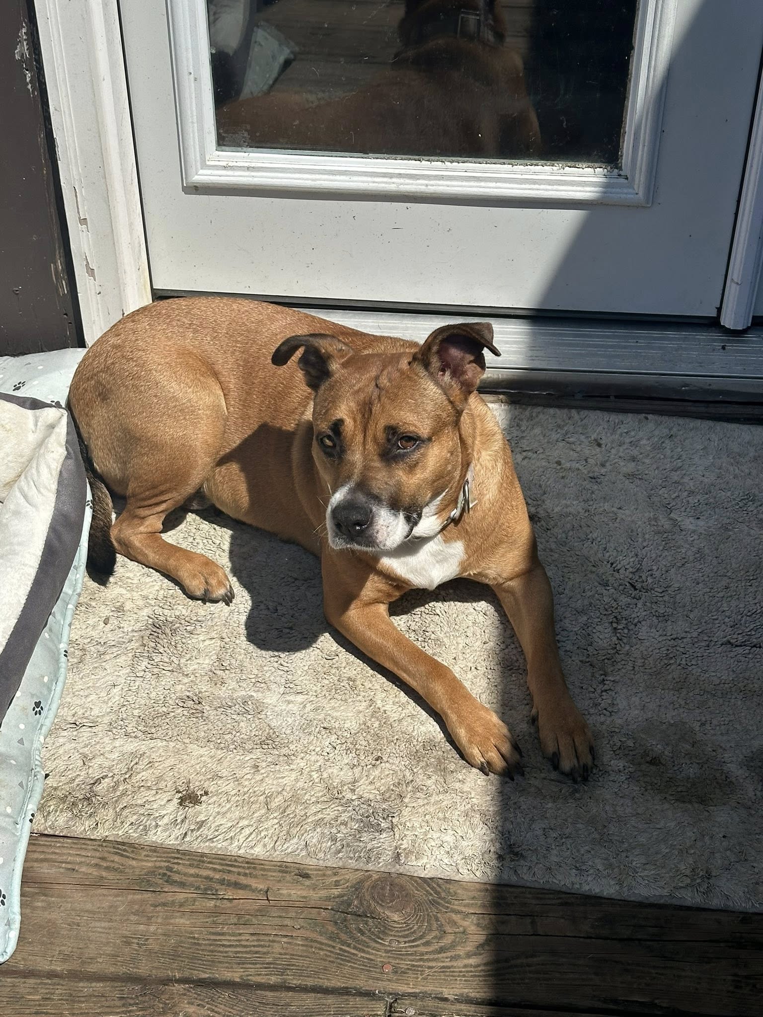 adoptable Dog in Jackson, NJ named Harper