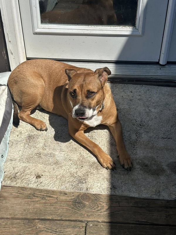 Harper