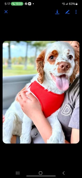 adoptable Dog in Jackson, NJ named Sozo