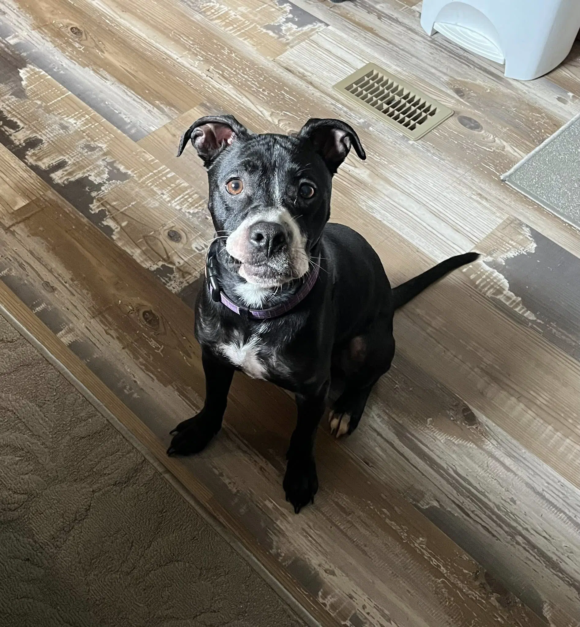 Ruby - Pit Bull Terrier