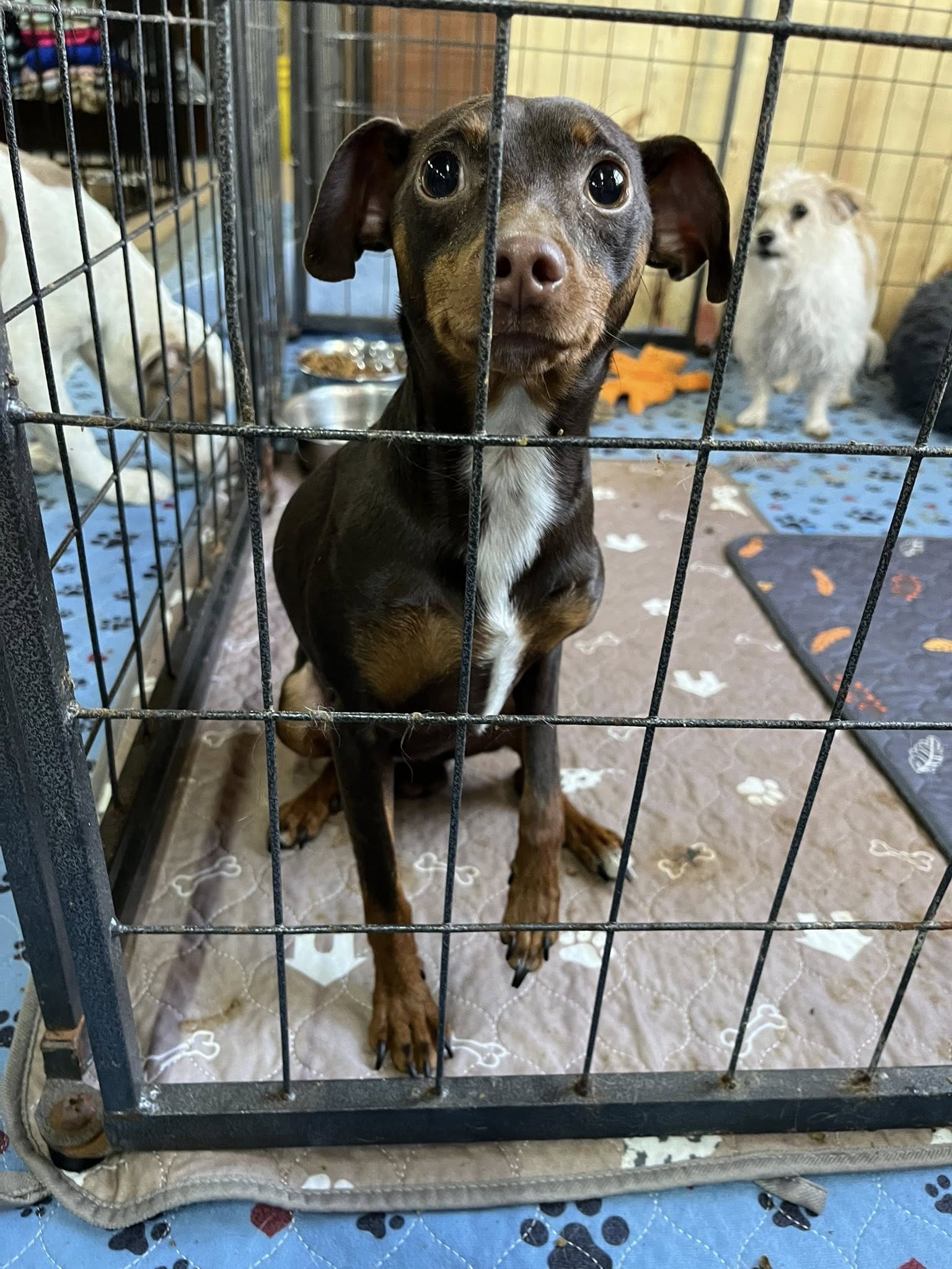 adoptable Dog in Jackson, NJ named Dobie
