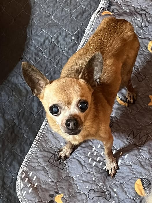 adoptable Dog in Jackson, NJ named Rory