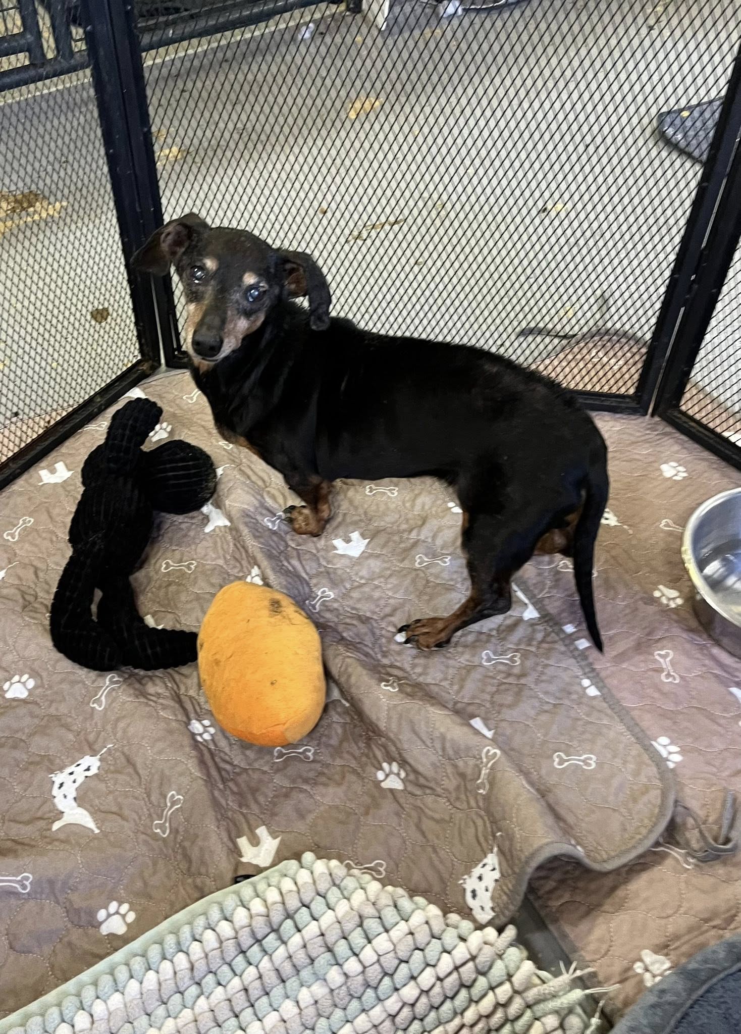 adoptable Dog in Jackson, NJ named Mable