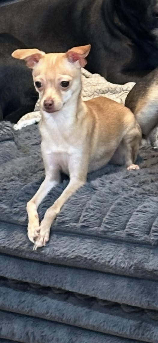 adoptable Dog in Jackson, NJ named Paris