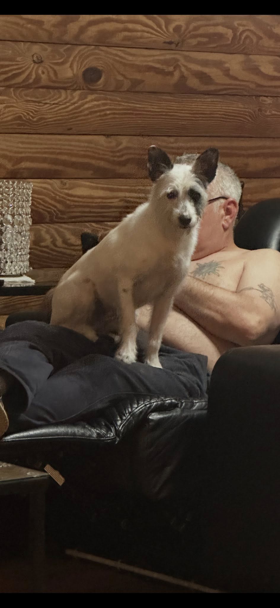 adoptable Dog in Jackson, NJ named Timmy
