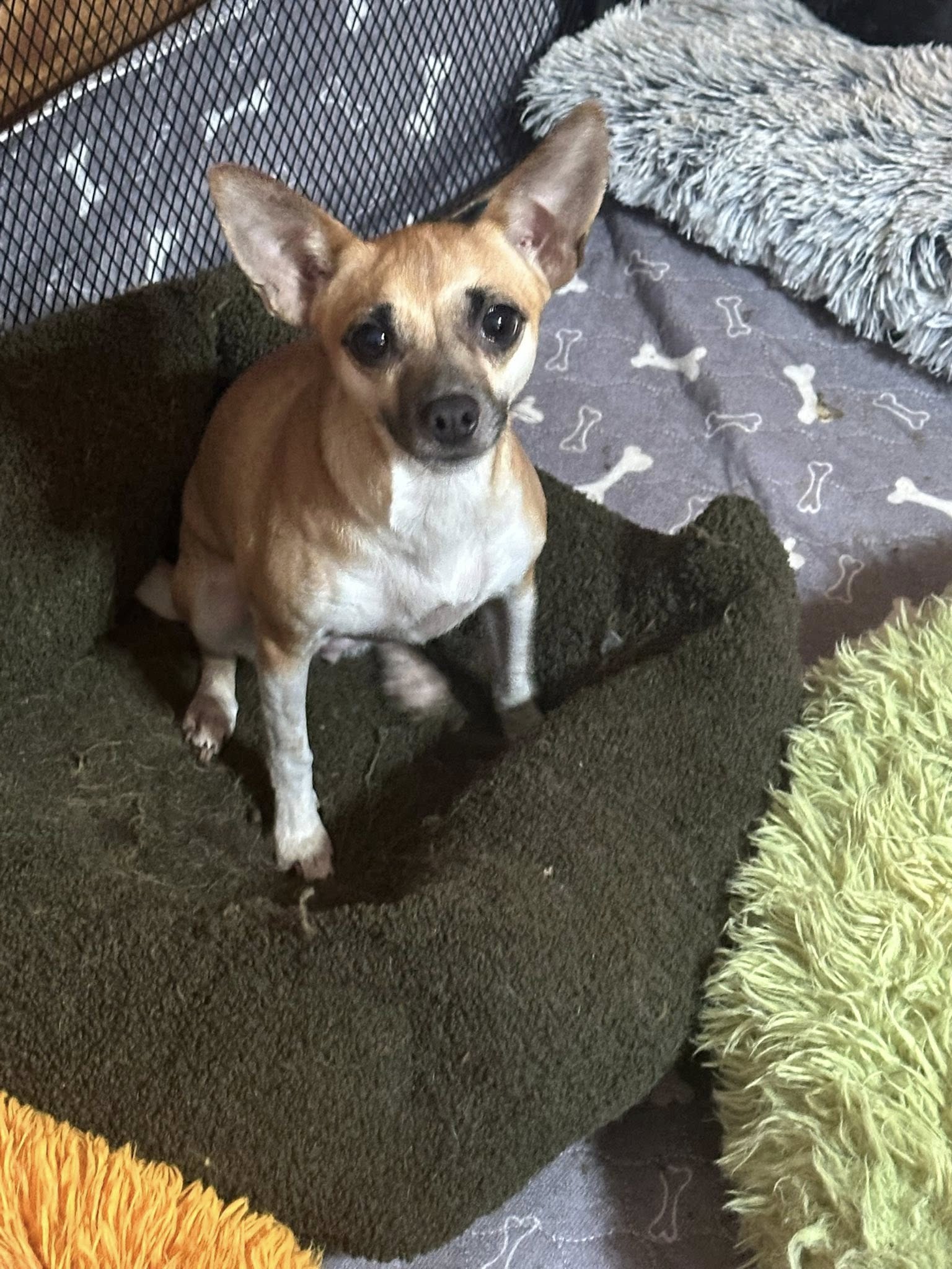 adoptable Dog in Jackson, NJ named Eenie