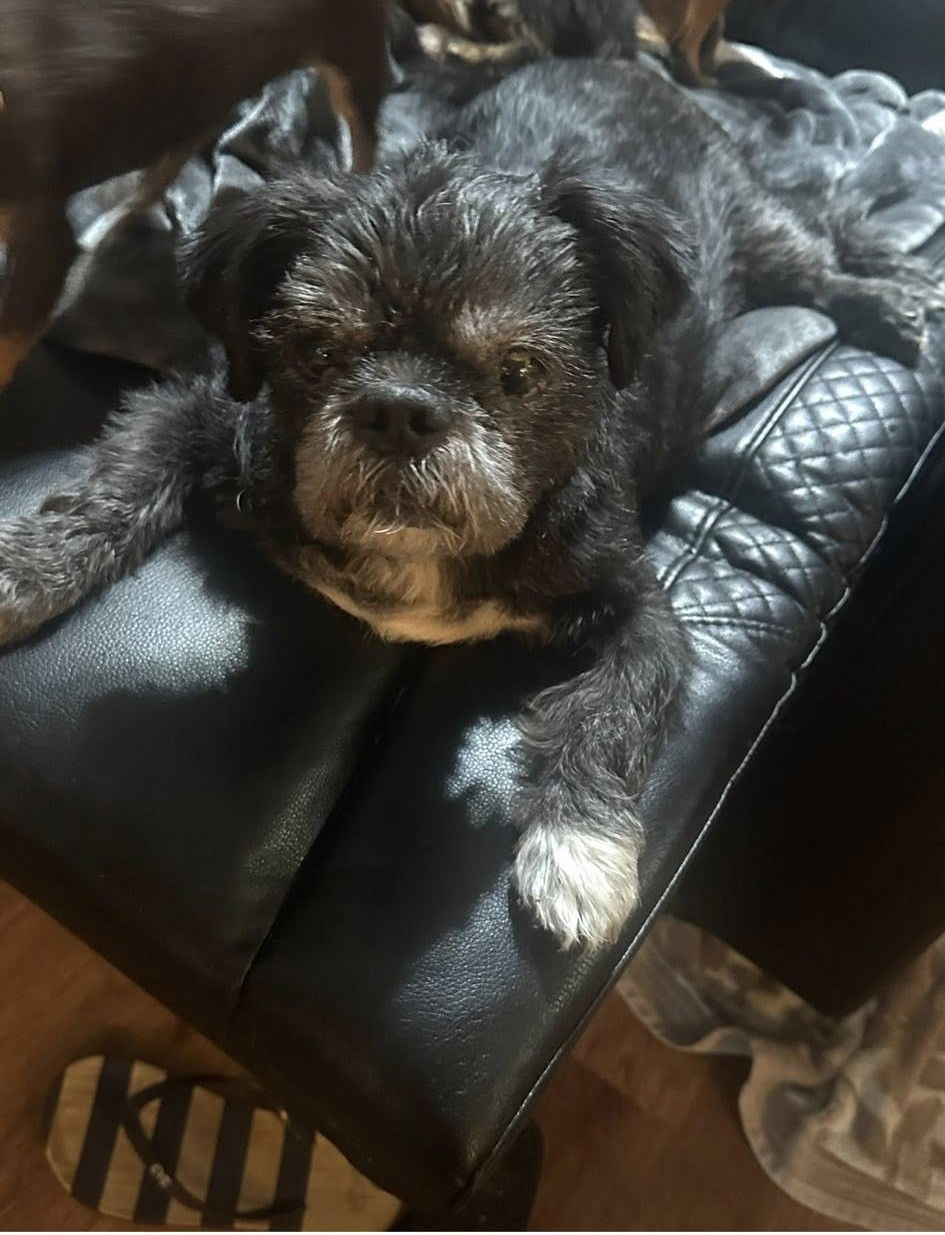 adoptable Dog in Jackson, NJ named Bubby
