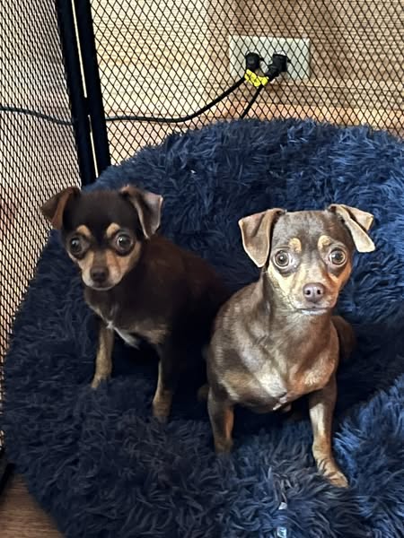 adoptable Dog in Jackson, NJ named Meenie and Miney