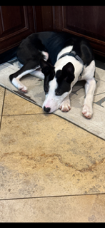 adoptable Dog in Jackson, NJ named Enzo