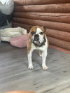 adoptable Dog in  named Max