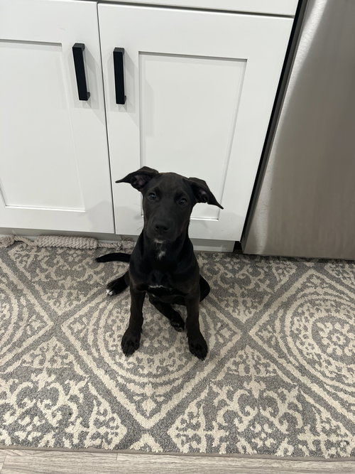 Molly Puppy