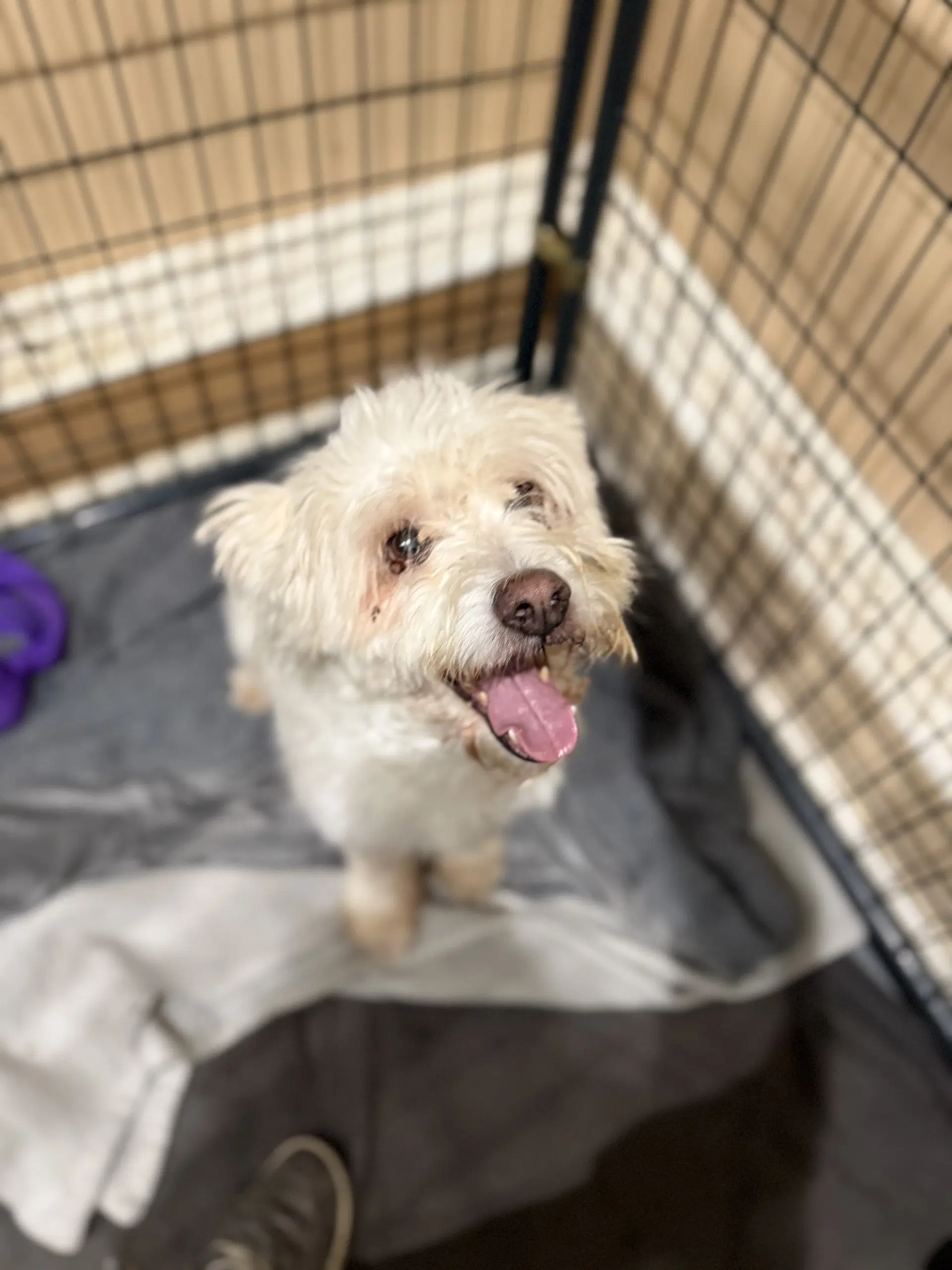 Quick - Poodle (Standard)