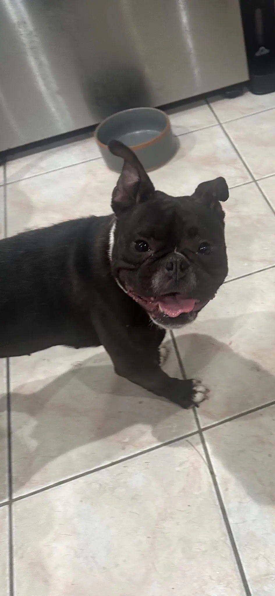 Willow - Boston Terrier