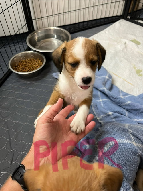 Piper