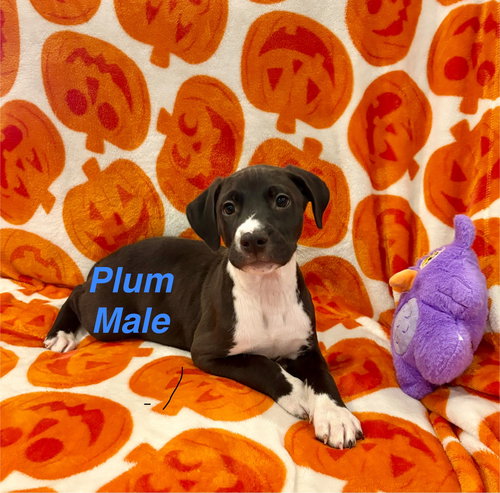 Plum