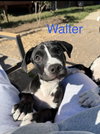 Walter