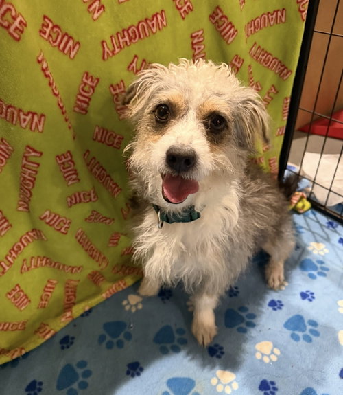 picture of the dog needing adoption