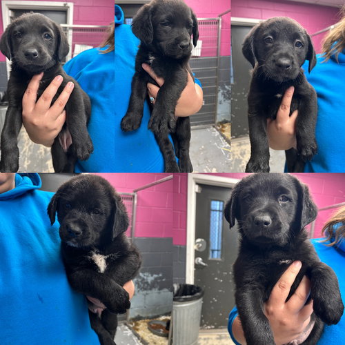 Black Lab Mix Puppies - Arriving Soon